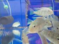 Ziemiojad red tapajos 15cm