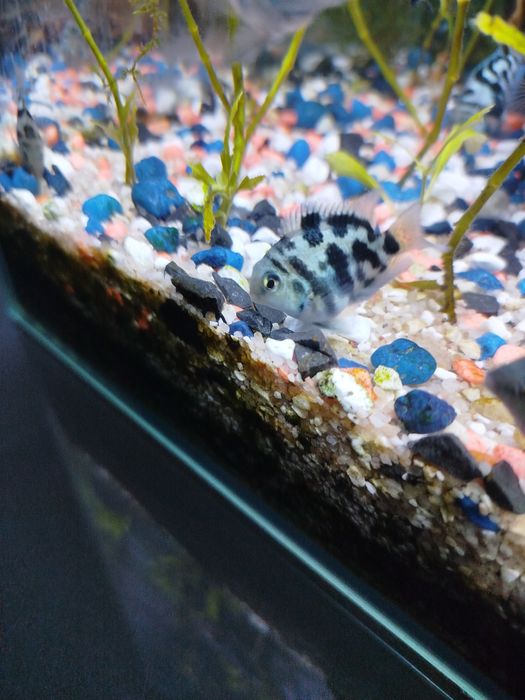 Rybki pielęgnice blue Tiger 4 cm super wybarwione okazja wysyłka