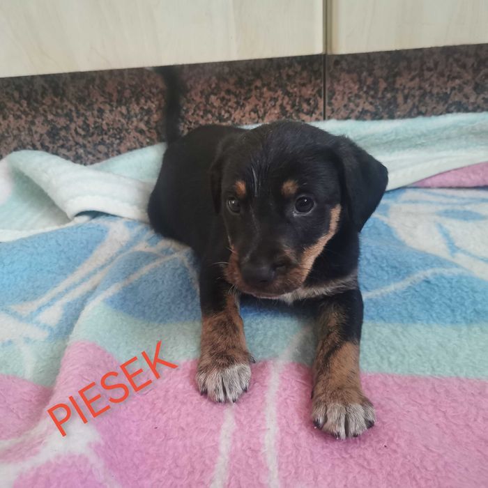 Pokochaj go!  Szukają domu.