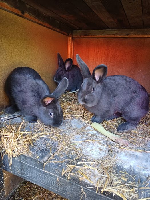 Króliki Wiedeński Niebieski