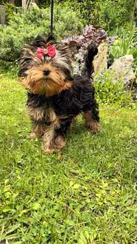 Suczka Yorkshire Terrier