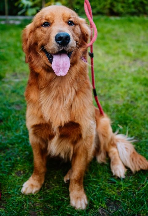 Reproduktor Golden Retriever Shape of My Heart