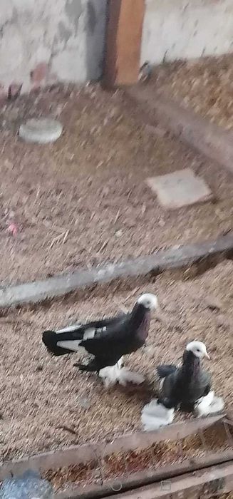 Gołębie ozdobne różne bije mewka orientalna modeny i inne