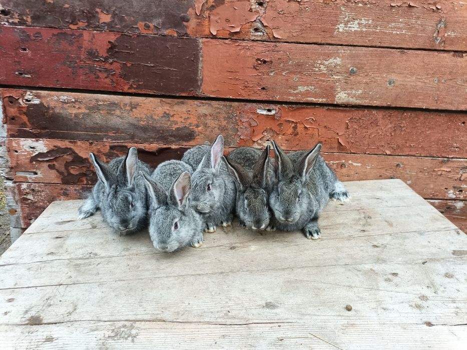 Продам кроликів європейська шиншила.
