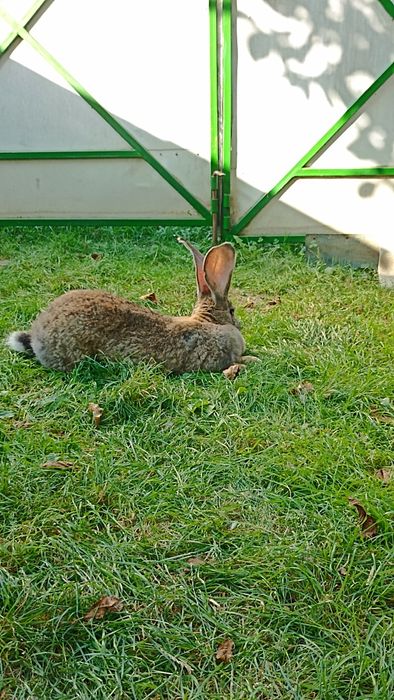 Бельгійці кролі,самички