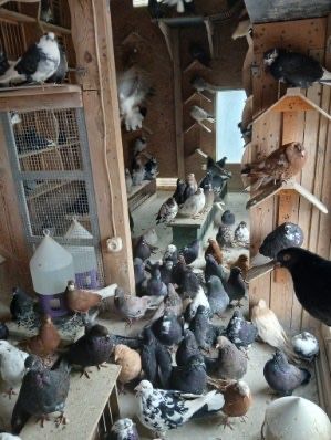 Golebie orliki lubelskie