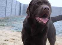 Reproduktor czekoladowy Labrador Retriever, krycie