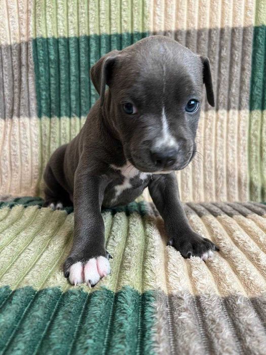 Амстаф, чорно-білі та сірі з гарним родоводом