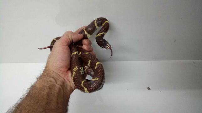 Wąż,węże lancetogłów kalifornijski-lampropeltis californiae Samiec