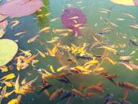 Carpas koi 3- 8cm