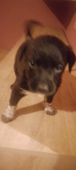 Szczeniaczek do oddania