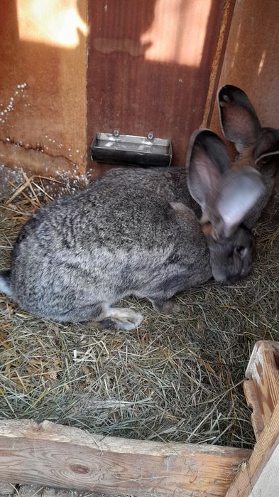 Olbrzym belgijski młode