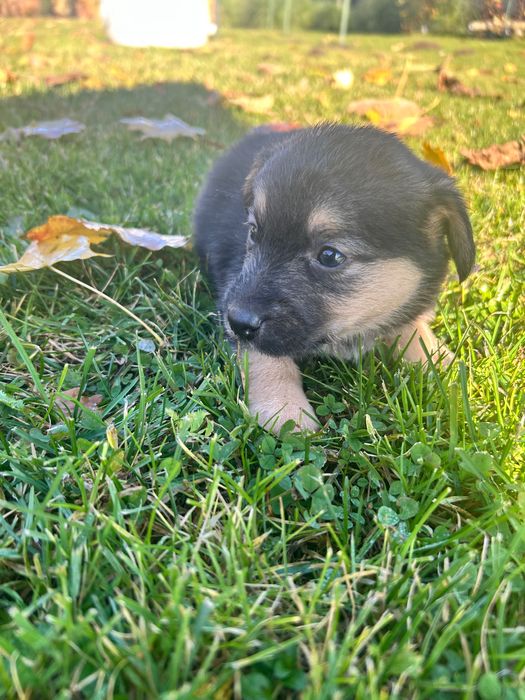 Oddam pieski w dobre ręce