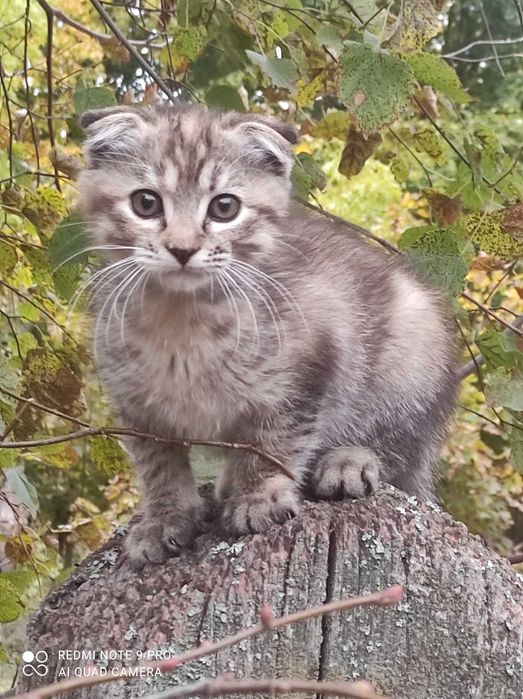 Отдам котенка в хорошие, добрые руки