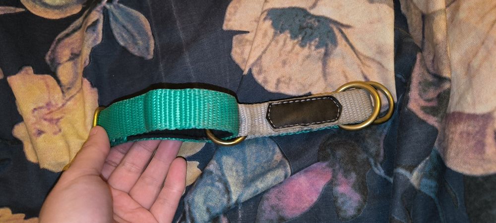 Obroża dla psa wild woof