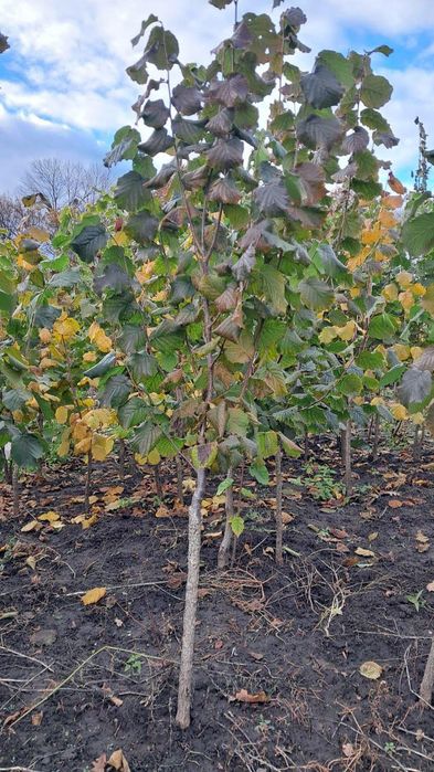 Продам саджанці фундука на ведмежому горісі.