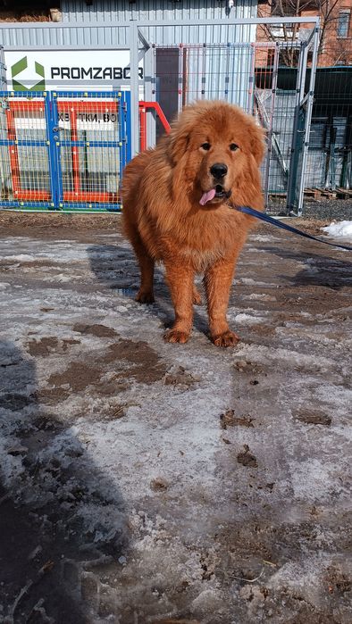 Терміново! В гарні руки