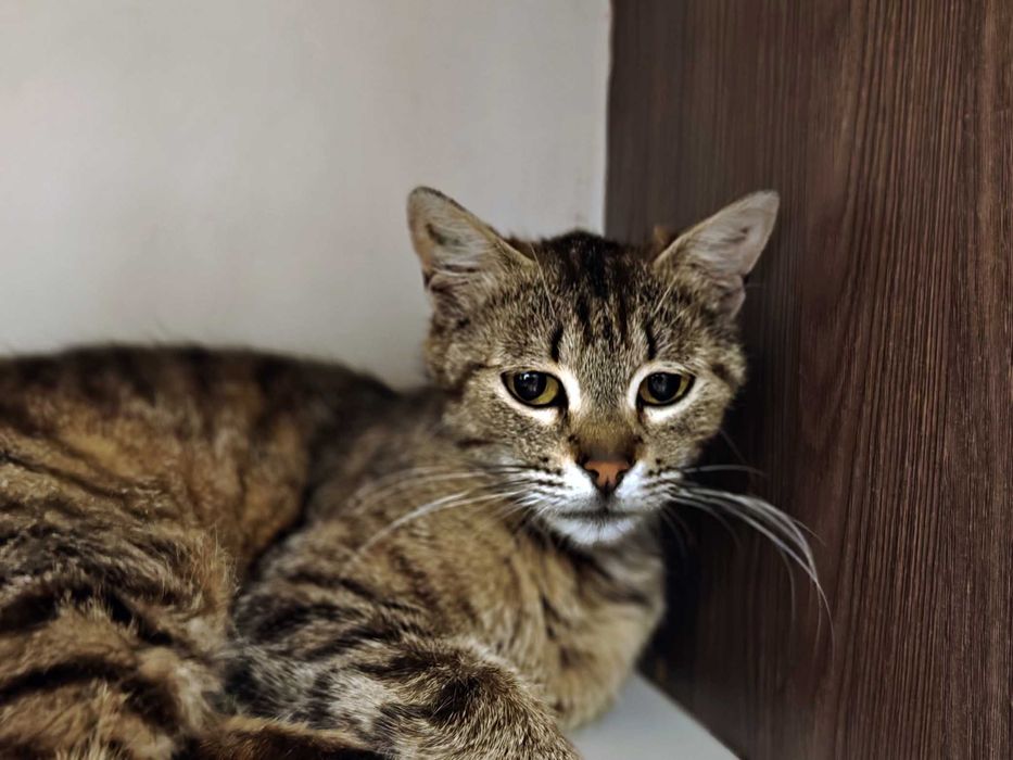 Няшна і ніжна кішечка Квітя (10 міс) чекає на свою людину! Кіт, кішка