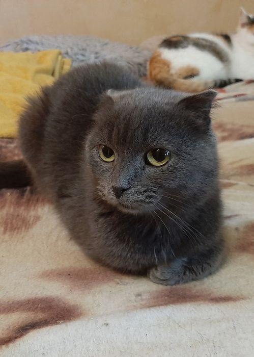 Віслоушка шукає сім'ю!