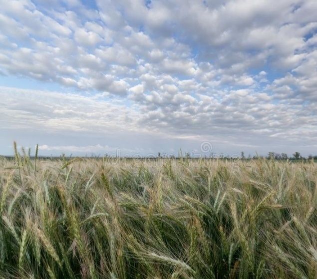 Продам Пай 8 Га НЕ В АРЕНДЕ  Великая Михайловка