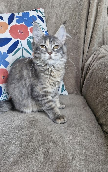 Srebrna niebieska kotka Maine Coon