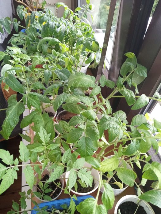 Sadzonki pomidorów, papryki malinowy olbrzym, Betalux