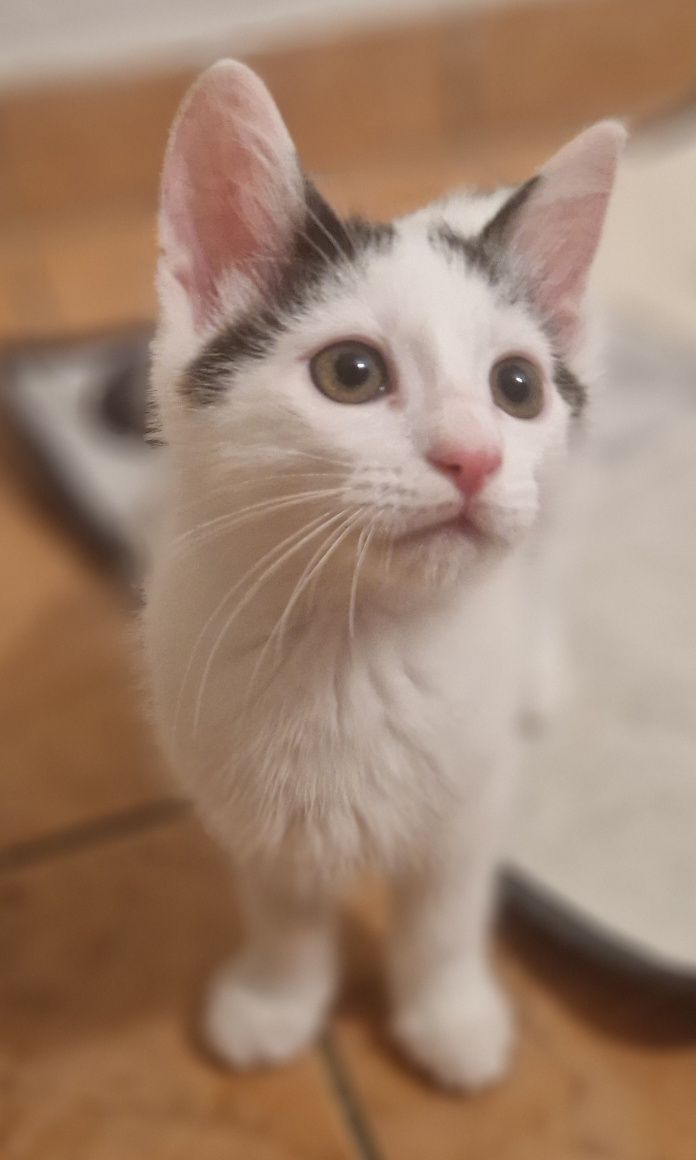 Figa i Felix dwa kociaki szukaja Tylko dobrego domu!