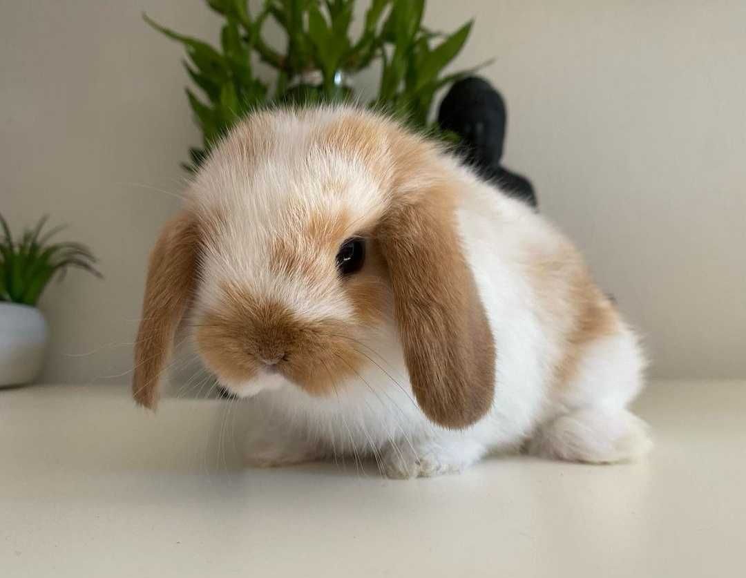 KIT Coelhos anões orelhudos, mini lop super inteligentes e dóceis