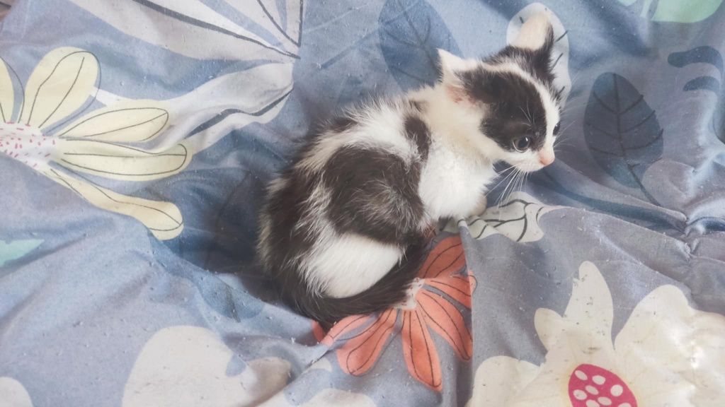 Trzy kocurki i jedna kotka do adopcji