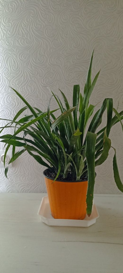 Більбергия поникла (Billbergia nutans) або Сльози Королеви