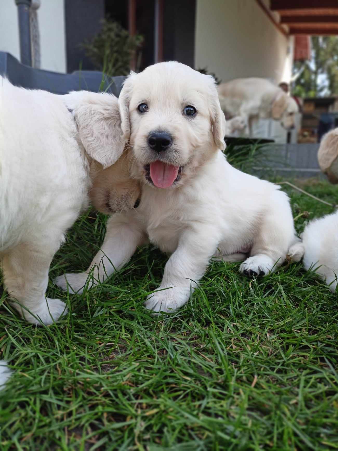 Golden Retriever odbiór maj