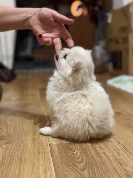 Продам померанского шпица