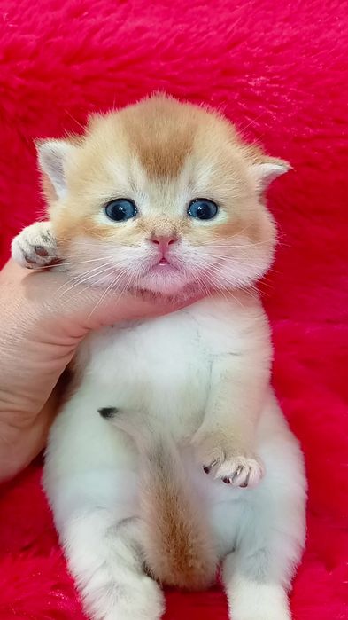 Дуже гарний котик золота шиншила. Шотландський прямовухий