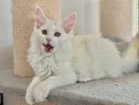 Kotka Maine Coon do hodowli- badanie BAER prawidlowe