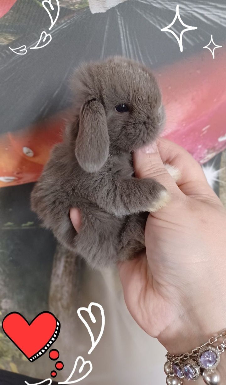 Kroliczki mini lop miniaturka hodowla zarejestrowana