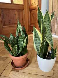 Sansewieria sansevieria