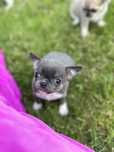CHIHUAHUA chłopiec niebieski blue :)
