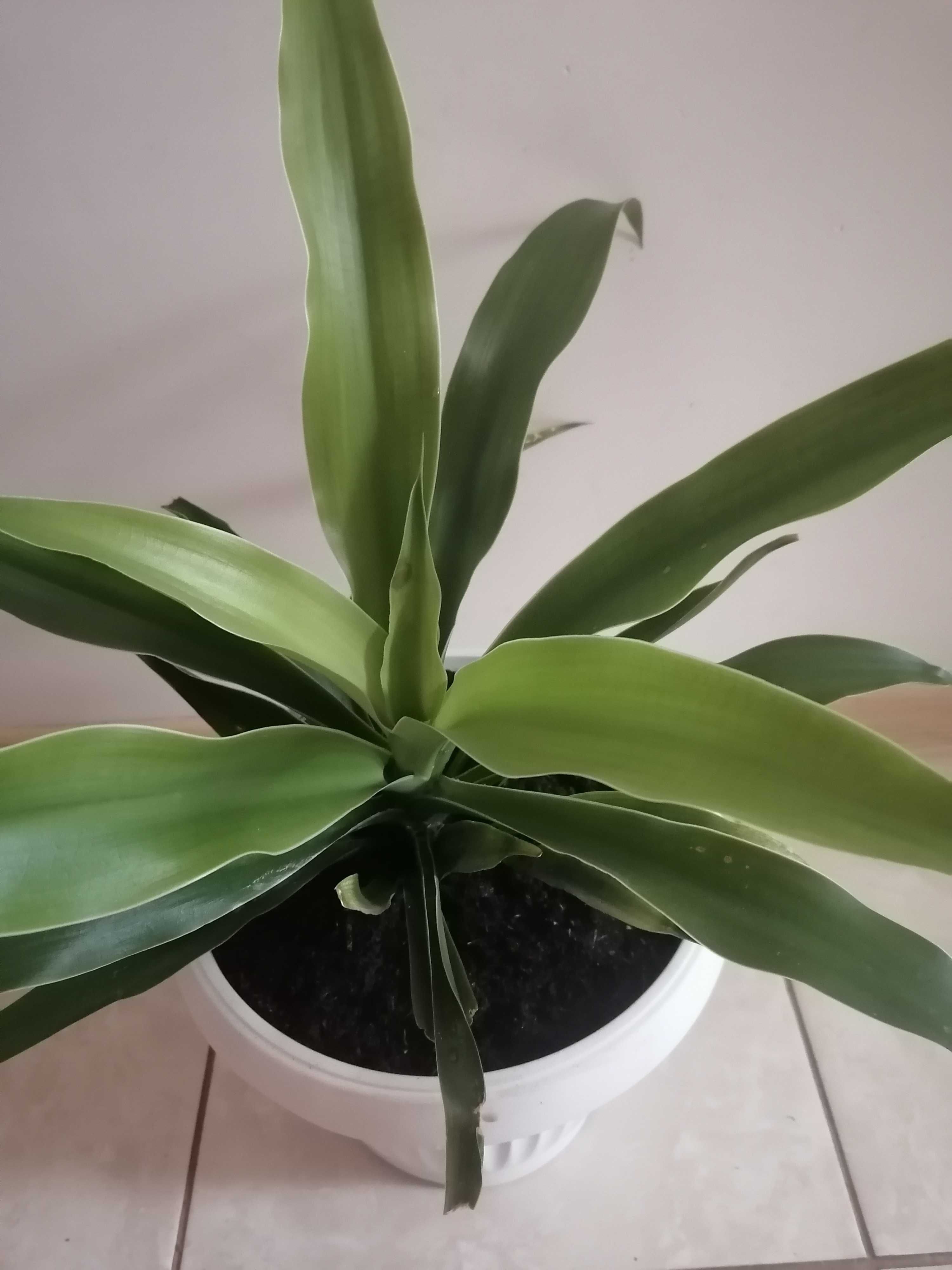 Dracena kwiatek doniczkowy