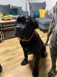 Cane Corso suczka z rodowodem