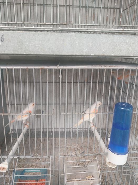 Aves a procura de nova gaiola