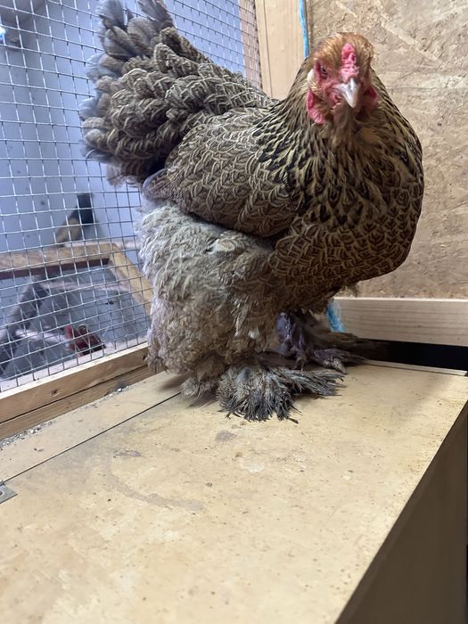 Galinha Brahma Perdiz