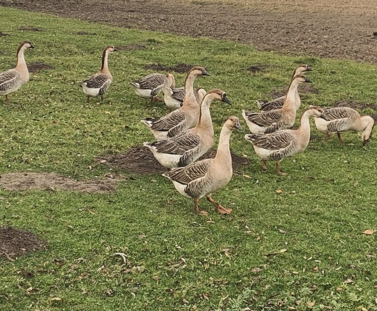 Sprzedam, zamienie gęsi garbonose