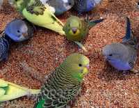 Волнистые попугаи хвилясьі папуги