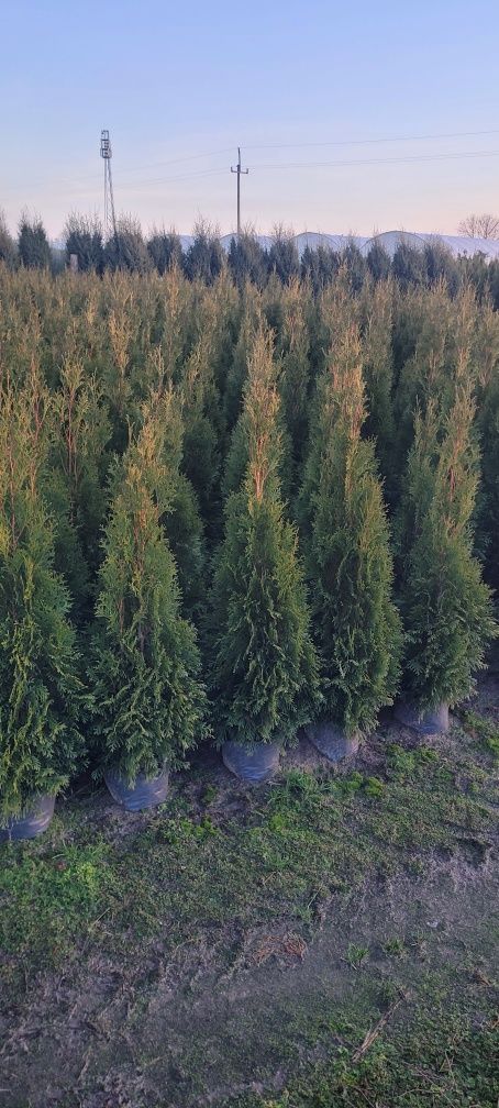 Tuja Smaragd 140 cm tuje 120 thuja szmaragd 100 brabant wysyłka łódź