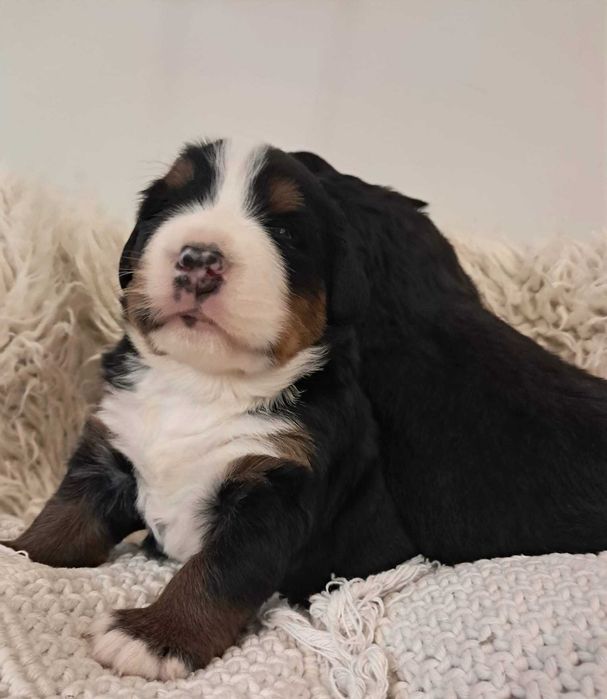 Urocza suczka Berneński Pies Pasterski !