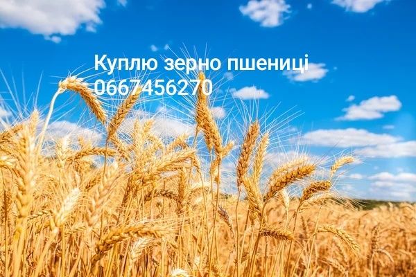 Цікавить зерно пшениці