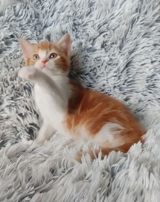 Огненно-рыжий) Мальчишка-позитивчик Шотландской породы в окрасе d2203