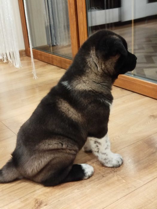 Akita amerykańska FCI