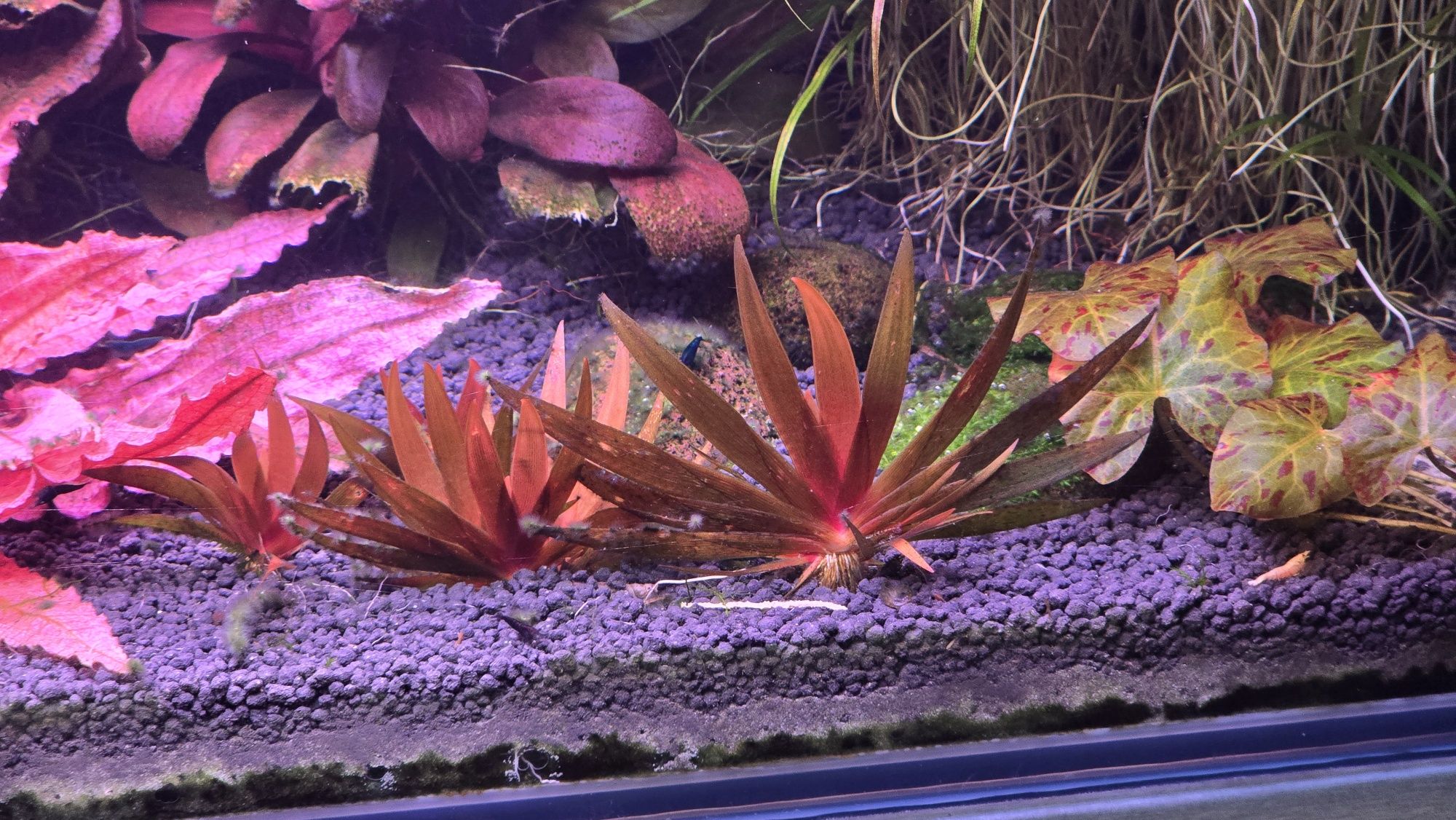 Roslina Xyris sp.red
