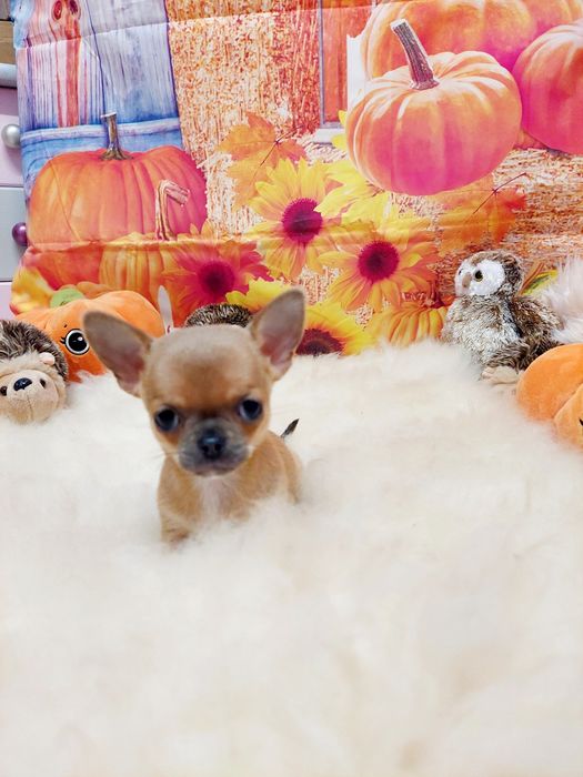 Chihuahua piękna płowa sunia